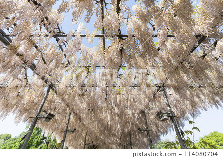 Wisteria flowers blooming in early summer at Ashikaga Flower Park in Ashikaga City, Tochigi Prefecture 114080704