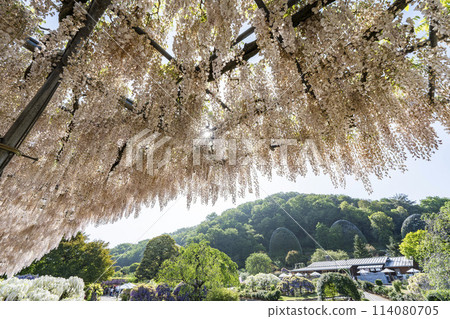 Wisteria flowers blooming in early summer at Ashikaga Flower Park in Ashikaga City, Tochigi Prefecture 114080705