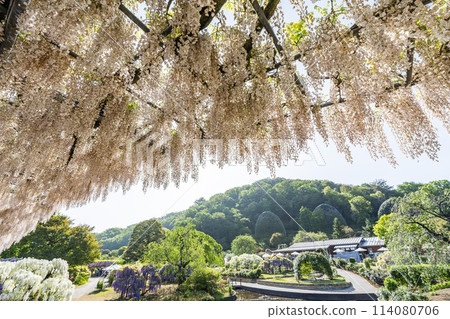 Wisteria flowers blooming in early summer at Ashikaga Flower Park in Ashikaga City, Tochigi Prefecture 114080706