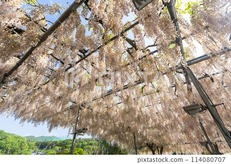Wisteria flowers blooming in early summer at Ashikaga Flower Park in Ashikaga City, Tochigi Prefecture 114080707