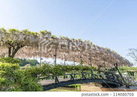 Wisteria flowers blooming in early summer at Ashikaga Flower Park in Ashikaga City, Tochigi Prefecture 114080708