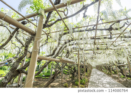 White wisteria flowers blooming in early summer at Ashikaga Flower Park in Ashikaga City, Tochigi Prefecture White wisteria flowers blooming in early summer at Ashikaga Flower Park in Ashikaga City, Tochigi Prefecture 114080764