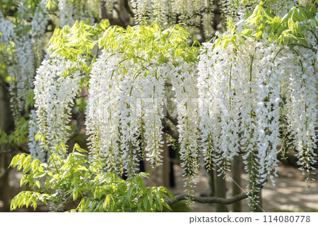 White wisteria flowers blooming in early summer at Ashikaga Flower Park in Ashikaga City, Tochigi Prefecture 114080778