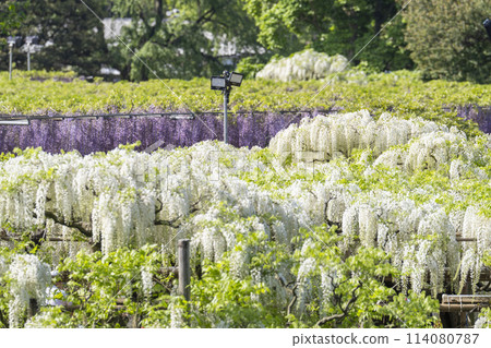 初夏的白紫藤花盛開 足利花卉公園 栃木縣足利市 114080787
