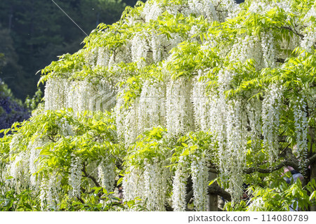 White wisteria flowers blooming in early summer at Ashikaga Flower Park in Ashikaga City, Tochigi Prefecture White wisteria flowers blooming in early summer at Ashikaga Flower Park in Ashikaga City, Tochigi Prefecture 114080789