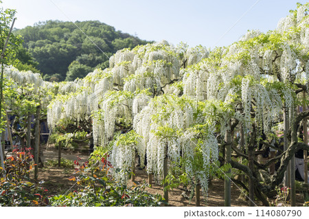 初夏的白紫藤花盛開 足利花卉公園 栃木縣足利市 114080790