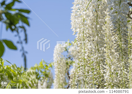 初夏的白紫藤花盛開 足利花卉公園 栃木縣足利市 初夏的白紫藤花盛開 足利花卉公園 栃木縣足利市 114080791