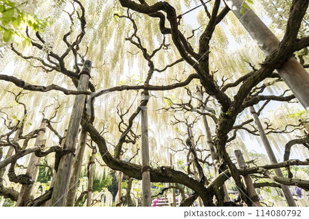 White wisteria flowers blooming in early summer at Ashikaga Flower Park in Ashikaga City, Tochigi Prefecture White wisteria flowers blooming in early summer at Ashikaga Flower Park in Ashikaga City, Tochigi Prefecture 114080792
