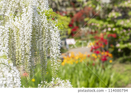 White wisteria flowers blooming in early summer at Ashikaga Flower Park in Ashikaga City, Tochigi Prefecture 114080794