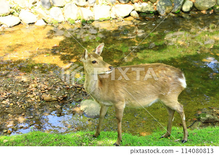 鮮綠的奈良公園，日本鹿 114080813