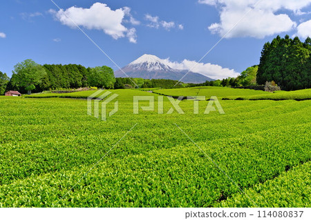 Spring: Mt. Fuji shines in the fresh green tea fields of Obuchisaba, Shizuoka 114080837