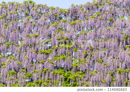 A screen of purple wisteria blooming in early summer at Ashikaga Flower Park in Ashikaga City, Tochigi Prefecture A screen of purple wisteria blooming in early summer at Ashikaga Flower Park in Ashikaga City, Tochigi Prefecture 114080883
