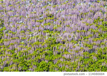 初夏足利花卉公園內盛開的紫藤屏 栃木縣足利市 114080884