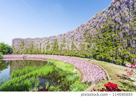 A screen of purple wisteria blooming in early summer at Ashikaga Flower Park in Ashikaga City, Tochigi Prefecture 114080885