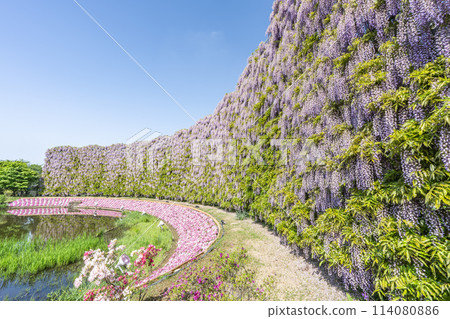 初夏足利花卉公園內盛開的紫藤屏 栃木縣足利市 初夏足利花卉公園內盛開的紫藤屏 栃木縣足利市 114080886