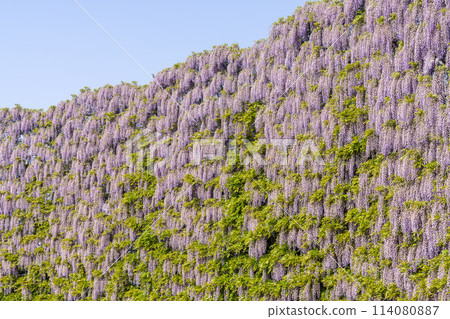 初夏足利花卉公園內盛開的紫藤屏 栃木縣足利市 初夏足利花卉公園內盛開的紫藤屏 栃木縣足利市 114080887