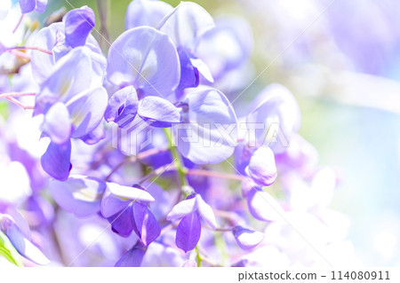 在和煦的春風中閃耀的阿蘇牛奶路上山富士花盛開的景色（阿蘇市、阿蘇牛奶路） 114080911