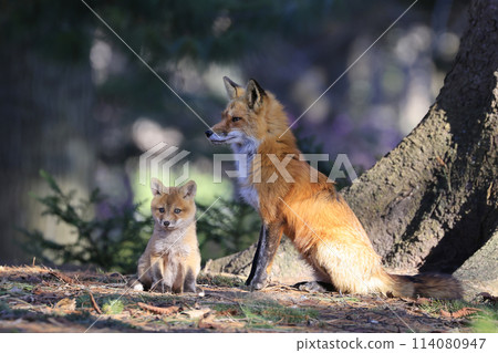 Portrait of mother red fox and her baby in the forest, Canada 114080947