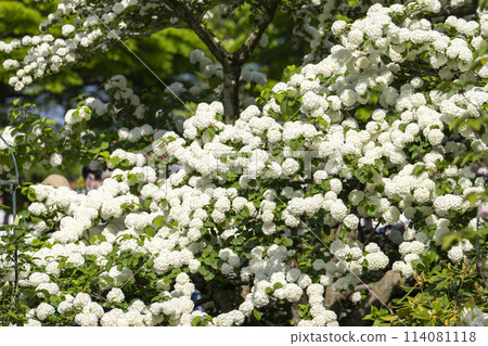 Blooming Japanese snowbells in early summer at Ashikaga Flower Park in Ashikaga City, Tochigi Prefecture 114081118