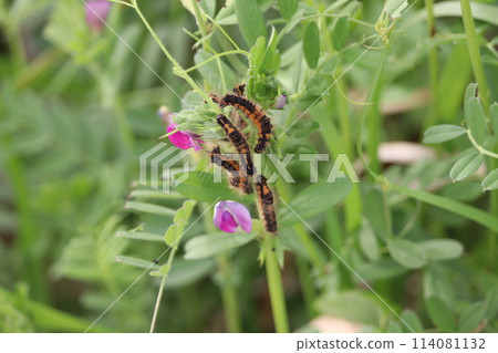 The larvae of the tussock moth eat the vetch 114081132