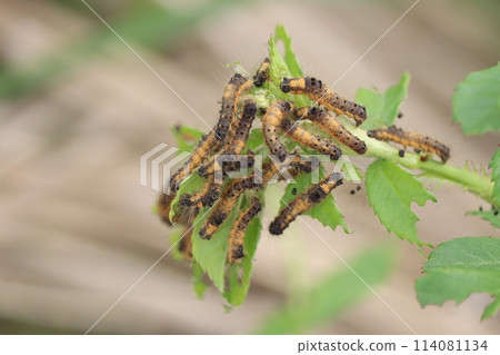 貓蛾幼蟲吃野玫瑰 114081134