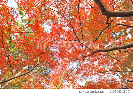 陽光照在美麗的楓葉上，楓葉變成了鮮紅色 114081265