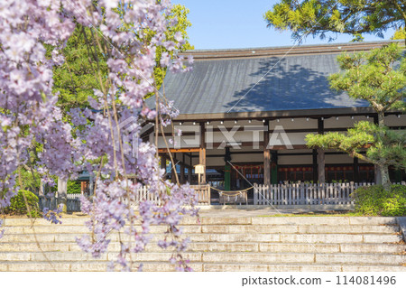 Spring in Kyoto: Munetada Shrine, cherry blossoms and worship hall 114081496