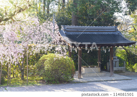 Spring in Kyoto: Chozuya at Munetada Shrine 114081501