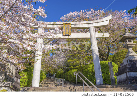 Spring in Kyoto: Munetada Shrine: Munetada Torii gate surrounded by cherry blossoms Spring in Kyoto: Munetada Shrine: Munetada Torii gate surrounded by cherry blossoms 114081506
