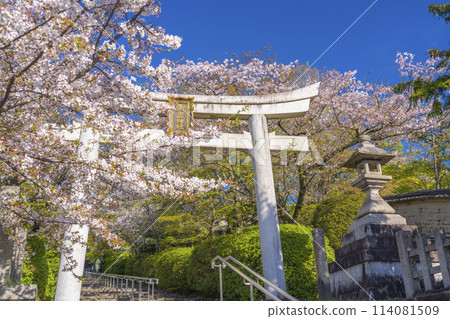 春天的京都，宗忠神社，櫻花覆蓋的宗忠鳥居 114081509