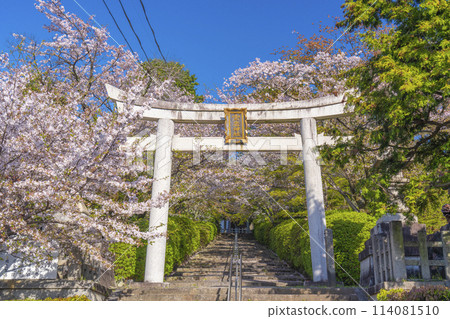 春天的京都，宗忠神社，櫻花覆蓋的宗忠鳥居 114081510