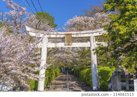 Spring in Kyoto: Munetada Shrine: Munetada Torii gate surrounded by cherry blossoms Spring in Kyoto: Munetada Shrine: Munetada Torii gate surrounded by cherry blossoms 114081513