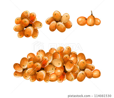 Watercolor bunch of sea buckthorn orange berries illustration set isolated on white background. Wild forest plant for organic herbal products packages and fall designs Watercolor bunch of sea buckthorn orange berries illustration set isolated on white background. Wild forest plant for organic herbal products packages and fall designs 114081530