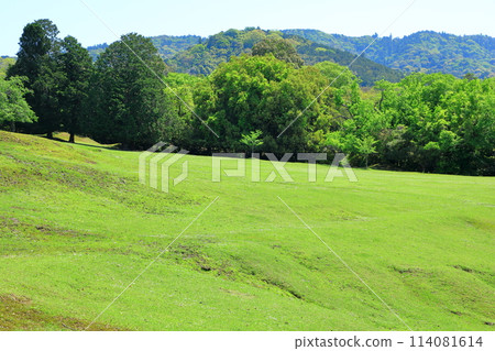 奈良公園新綠 奈良公園新綠 114081614