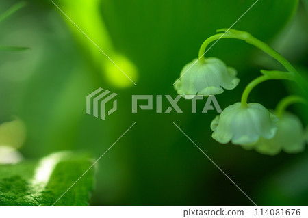 Macro photography of lily of the valley flowers, with their sweet fragrance, covering the plateau (Aso City Lily of the Valley Natural Park) Namino, Aso City 114081676