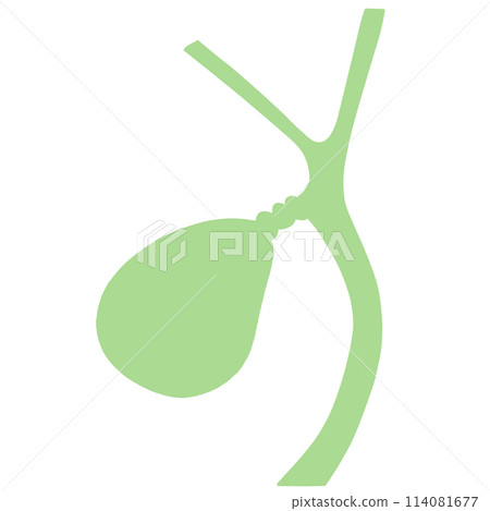 Illustration of a healthy gallbladder Illustration of a healthy gallbladder 114081677