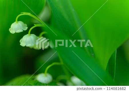 Macro photography of lily of the valley flowers, with their sweet fragrance, covering the plateau (Aso City Lily of the Valley Natural Park) Namino, Aso City Macro photography of lily of the valley flowers, with their sweet fragrance, covering the plateau (Aso City Lily of the Valley Natural Park) Namino, Aso City 114081682