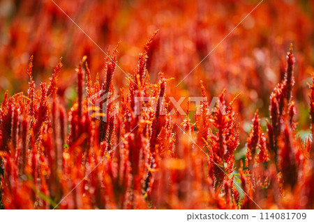 秋季森林公園盛開的羽毛雞冠花 秋季森林公園盛開的羽毛雞冠花 114081709