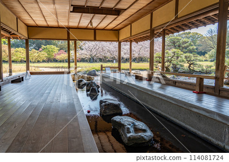 岡山縣，岡山縣後樂園流商店的花園裡的櫻花春天景色 114081724