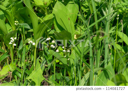 The sweet scent of lily of the valley flowers fills the plateau (Aso City Lily of the Valley Natural Park) Namino, Aso City 114081727