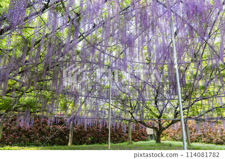 足利花卉公園，初夏紫藤盛開的圓頂，栃木縣足利市 114081782