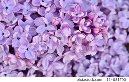 Background of blooming purple terry lilac. Soft focus. Floral backdrop 114081790