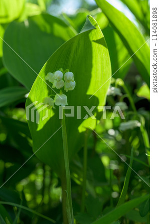 (光與影)高原上散發著甜香的鈴蘭花的微距攝影(阿蘇市鈴蘭自然公園)阿蘇市南野市 (光與影)高原上散發著甜香的鈴蘭花的微距攝影(阿蘇市鈴蘭自然公園)阿蘇市南野市 114081898