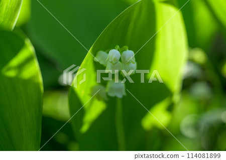 (光與影)高原上散發著甜香的鈴蘭花的微距攝影(阿蘇市鈴蘭自然公園)阿蘇市南野市 (光與影)高原上散發著甜香的鈴蘭花的微距攝影(阿蘇市鈴蘭自然公園)阿蘇市南野市 114081899