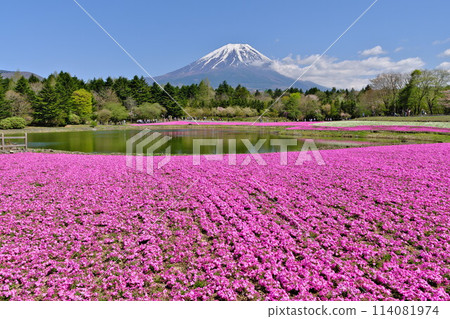 春天的芝櫻在富士本棲湖度假村和龍神池盛開。 114081974
