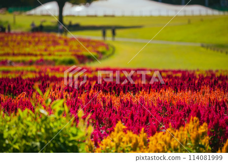 Feathered celosia flowers blooming in autumn forest park 114081999