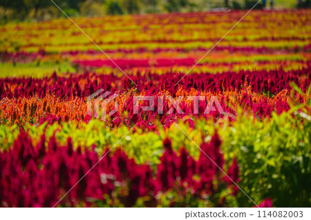 秋季森林公園盛開的羽毛雞冠花 114082003