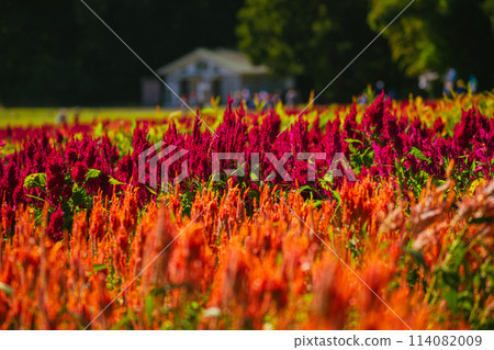 Feathered celosia flowers blooming in autumn forest park Feathered celosia flowers blooming in autumn forest park 114082009