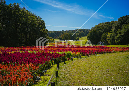 Feathered celosia flowers blooming in autumn forest park Feathered celosia flowers blooming in autumn forest park 114082017
