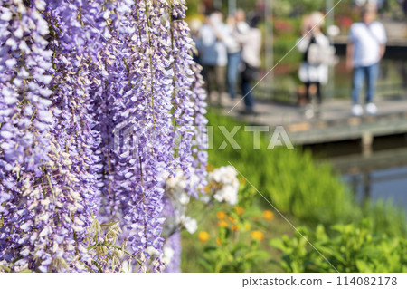 Wisteria flowers blooming in early summer at Ashikaga Flower Park in Ashikaga City, Tochigi Prefecture Wisteria flowers blooming in early summer at Ashikaga Flower Park in Ashikaga City, Tochigi Prefecture 114082178